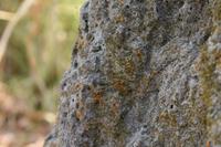 Termiten &ndash; &copy; Eric Richter (Eberhardt TRAVEL)