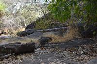 Wallaby! &ndash; &copy; Eric Richter (Eberhardt TRAVEL)