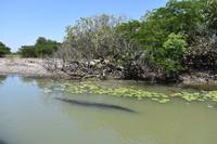 Yellow Water - Maxi &ndash; &copy; Eric Richter (Eberhardt TRAVEL)