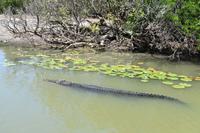 Yellow Water - Maxi &ndash; &copy; Eric Richter (Eberhardt TRAVEL)