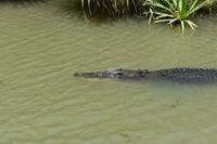 Yellow Water &ndash; &copy; Eric Richter (Eberhardt TRAVEL)