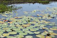 Yellow Water &ndash; &copy; Eric Richter (Eberhardt TRAVEL)