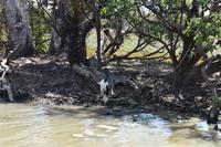 Yellow Water &ndash; &copy; Eric Richter (Eberhardt TRAVEL)