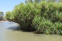 Yellow Water &ndash; &copy; Eric Richter (Eberhardt TRAVEL)