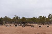 Alice Springs - Telegraph Sation &ndash; &copy; Eric Richter (Eberhardt TRAVEL)