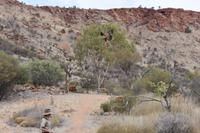 Vogel-Show - Desert Park - Alice Springs &ndash; &copy; Eric Richter (Eberhardt TRAVEL)