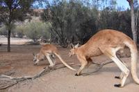 Desert Park - Larapinta &ndash; &copy; Eric Richter (Eberhardt TRAVEL)
