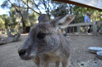 Featherdale Wildlife Park  &ndash; &copy; Eric Richter (Eberhardt TRAVEL)