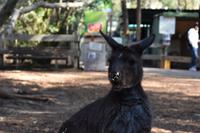 Featherdale Wildlife Park  &ndash; &copy; Eric Richter (Eberhardt TRAVEL)