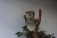 Featherdale Wildlife Park  &ndash; &copy; Eric Richter (Eberhardt TRAVEL)