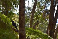 Blue-Mountains-Nationalpark &ndash; &copy; Eric Richter (Eberhardt TRAVEL)