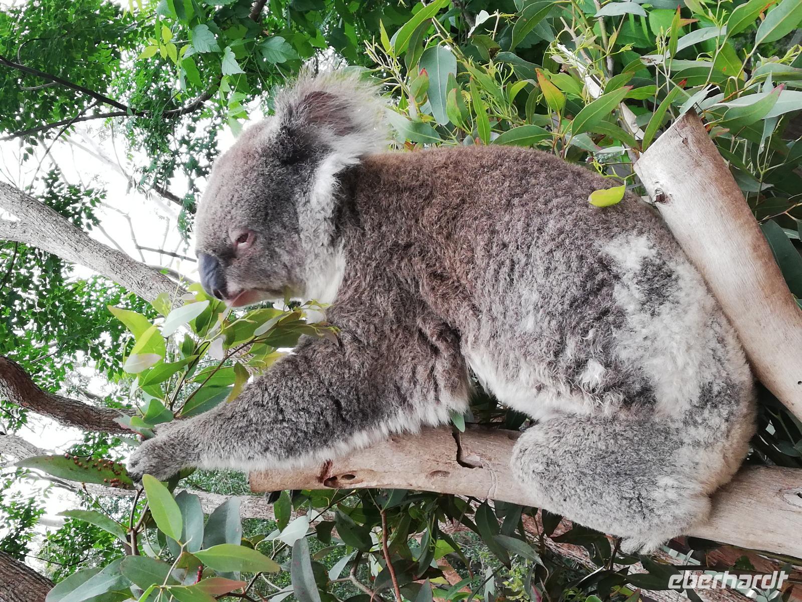 Featherdale Wildlife Park &ndash; &copy; Vanessa van Dam (Eberhardt TRAVEL)