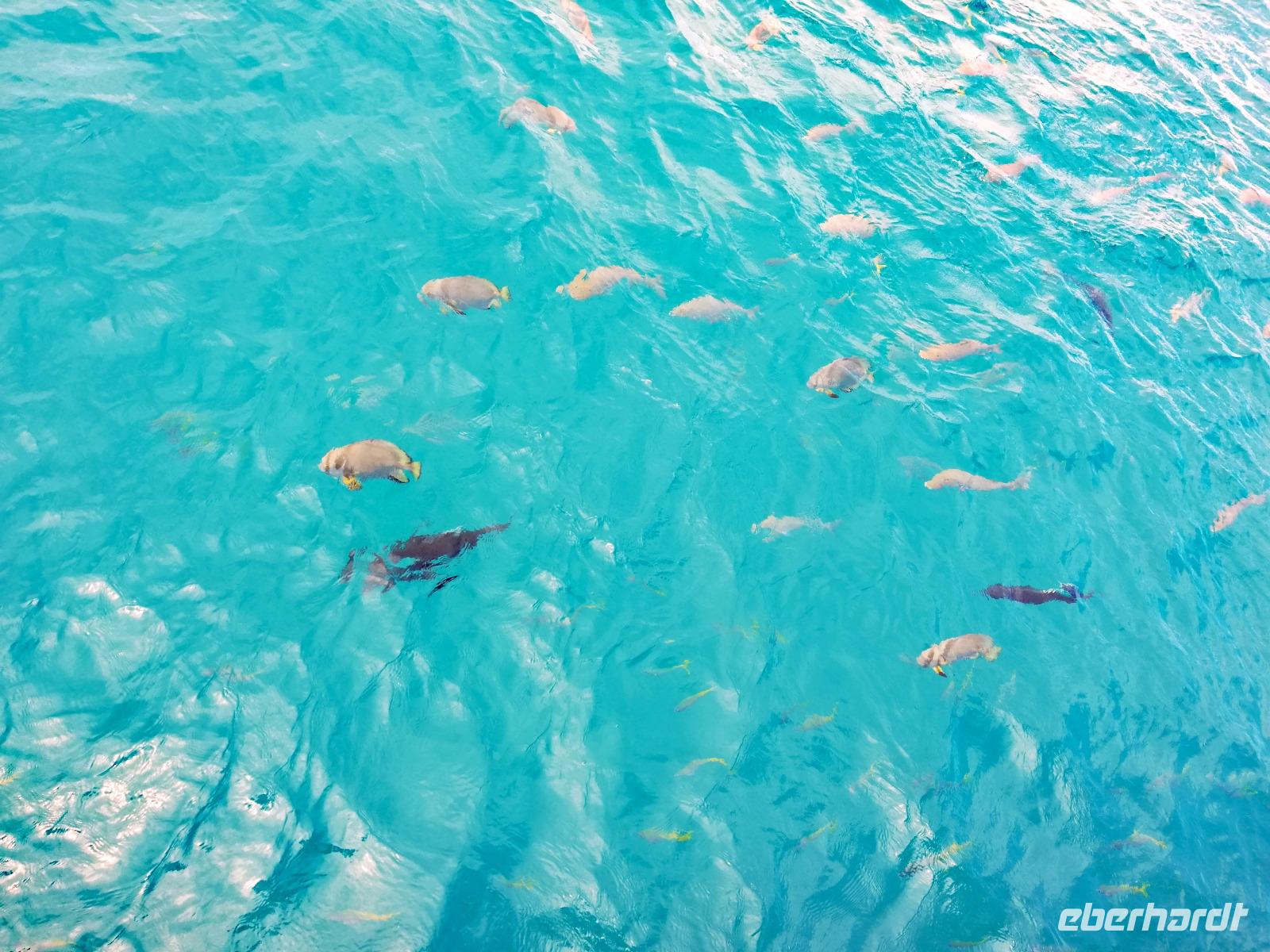Great Barrier Reef &ndash; &copy; Vanessa van Dam (Eberhardt TRAVEL)