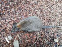 Featherdale Wildlife Park &ndash; &copy; Vanessa van Dam (Eberhardt TRAVEL)