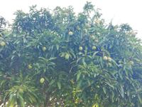 Mangobaum &ndash; &copy; Vanessa van Dam (Eberhardt TRAVEL)