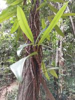 Daintree Nationalpark  &ndash; &copy; Vanessa van Dam (Eberhardt TRAVEL)