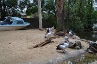 Featherdale Wildlife Park &ndash; &copy; Andreas Wolfsteller (Eberhardt TRAVEL)
