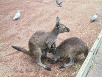 Featherdale Wildlife Park - Was hast du da im Beutel &ndash; &copy; Andreas Wolfsteller (Eberhardt TRAVEL)
