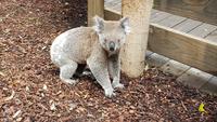 Featherdale Wildlife Park - Sydney &ndash; &copy; Jacob Spangenberg (Eberhardt TRAVEL)