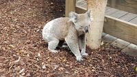 Featherdale Wildlife Park - Sydney &ndash; &copy; Jacob Spangenberg (Eberhardt TRAVEL)