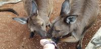 Featherdale Wildlife Park - Sydney &ndash; &copy; Jacob Spangenberg (Eberhardt TRAVEL)