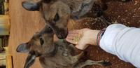 Featherdale Wildlife Park - Sydney &ndash; &copy; Jacob Spangenberg (Eberhardt TRAVEL)