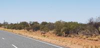 Rast im Outback  &ndash; &copy; Jacob Spangenberg (Eberhardt TRAVEL)