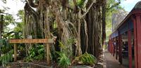 Spaziergang durch Kuranda &ndash; &copy; Jacob Spangenberg (Eberhardt TRAVEL)