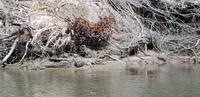Crocodile Cruise auf dem Daintree River &ndash; &copy; Jacob Spangenberg (Eberhardt TRAVEL)