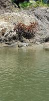 Crocodile Cruise auf dem Daintree River &ndash; &copy; Jacob Spangenberg (Eberhardt TRAVEL)