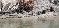 Crocodile Cruise auf dem Daintree River &ndash; &copy; Jacob Spangenberg (Eberhardt TRAVEL)
