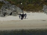 039 Perth - Guilderton - Kormoran &ndash; &copy; Jens Petzoldt (Eberhardt TRAVEL)