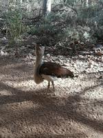 087 Alice Springs - Desert-Park &ndash; &copy; Jens Petzoldt (Eberhardt TRAVEL)