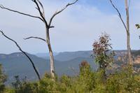Blue Mountains  (2) &ndash; &copy; Laura Wonneberger (Eberhardt TRAVEL)