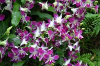botansicher Garten Singapur (2) &ndash; &copy; Laura Wonneberger (Eberhardt TRAVEL)