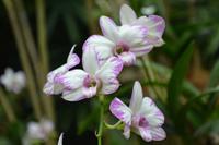 botansicher Garten Singapur (5) &ndash; &copy; Laura Wonneberger (Eberhardt TRAVEL)