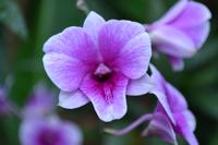 botansicher Garten Singapur (6) &ndash; &copy; Laura Wonneberger (Eberhardt TRAVEL)