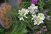 botansicher Garten Singapur (7) &ndash; &copy; Laura Wonneberger (Eberhardt TRAVEL)