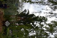 botansicher Garten Singapur (9) &ndash; &copy; Laura Wonneberger (Eberhardt TRAVEL)