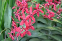 botansicher Garten Singapur (12) &ndash; &copy; Laura Wonneberger (Eberhardt TRAVEL)