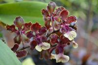 botansicher Garten Singapur (13) &ndash; &copy; Laura Wonneberger (Eberhardt TRAVEL)
