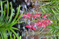 botansicher Garten Singapur (14) &ndash; &copy; Laura Wonneberger (Eberhardt TRAVEL)