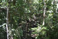 Daintree Nationalpark (1) &ndash; &copy; Laura Wonneberger (Eberhardt TRAVEL)