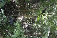 Daintree Nationalpark (2) &ndash; &copy; Laura Wonneberger (Eberhardt TRAVEL)