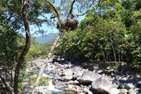 Daintree Nationalpark (3) &ndash; &copy; Laura Wonneberger (Eberhardt TRAVEL)