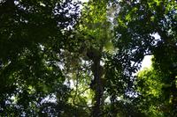 Daintree Nationalpark (4) &ndash; &copy; Laura Wonneberger (Eberhardt TRAVEL)