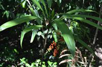 Daintree Nationalpark (6) &ndash; &copy; Laura Wonneberger (Eberhardt TRAVEL)