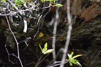 Daintree Nationalpark (10) &ndash; &copy; Laura Wonneberger (Eberhardt TRAVEL)