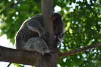 Featherdale Wildlife Park (2) &ndash; &copy; Laura Wonneberger (Eberhardt TRAVEL)