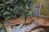 Featherdale Wildlife Park (11) &ndash; &copy; Laura Wonneberger (Eberhardt TRAVEL)